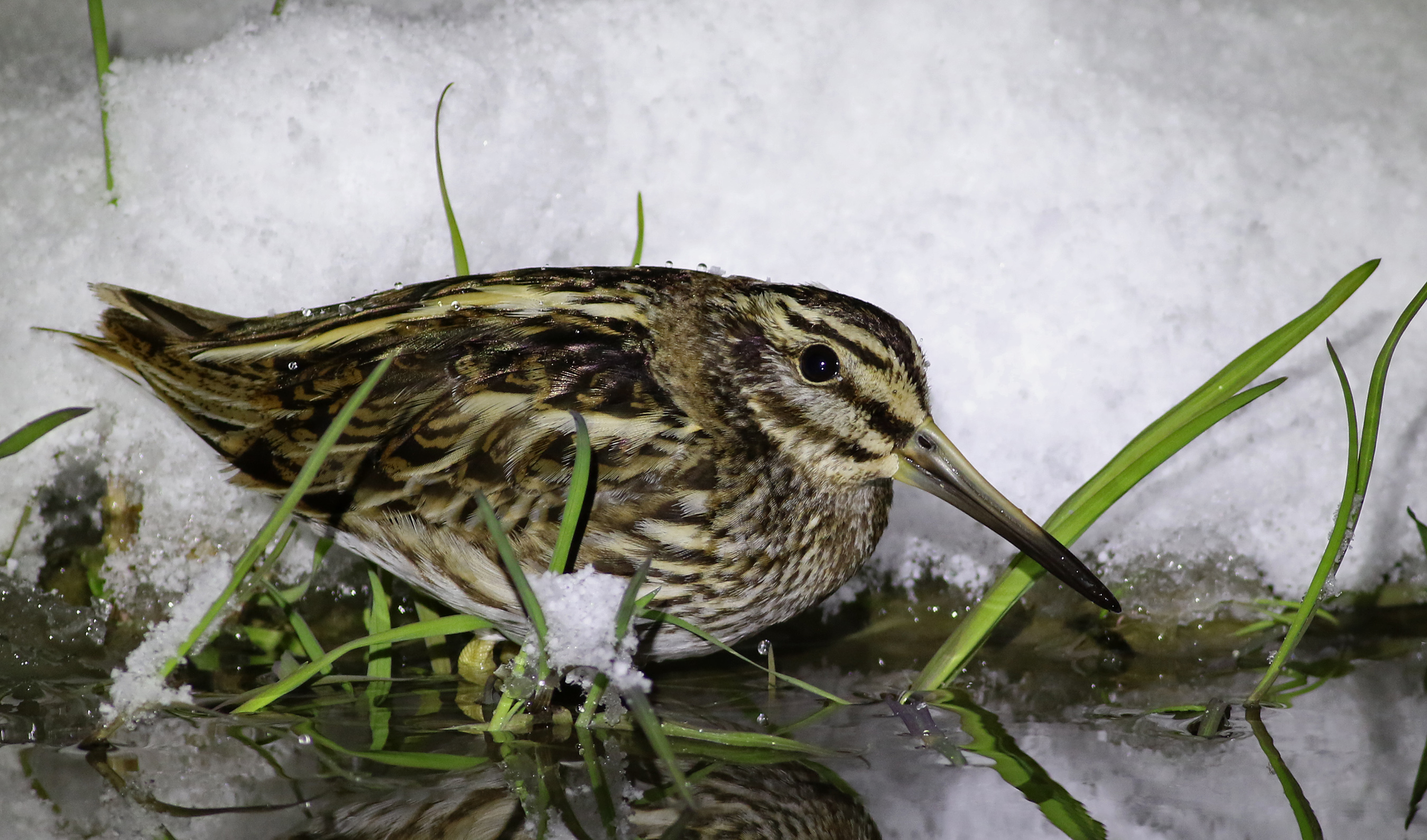 Jack Snipe